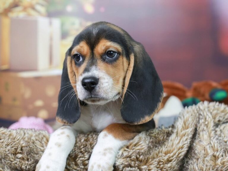 Beagle