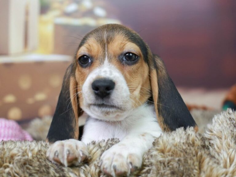 Beagle
