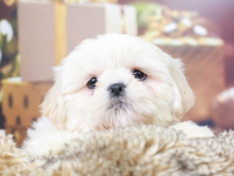 Shih Tzu