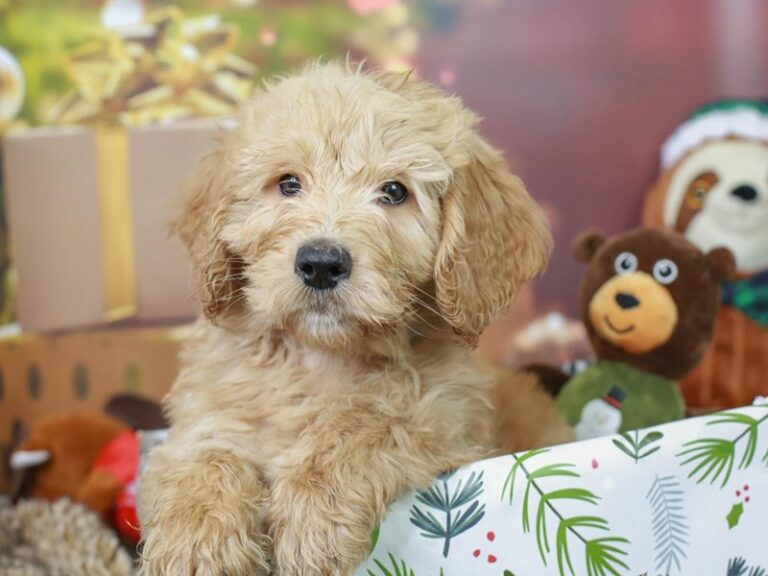 Mini Goldendoodle