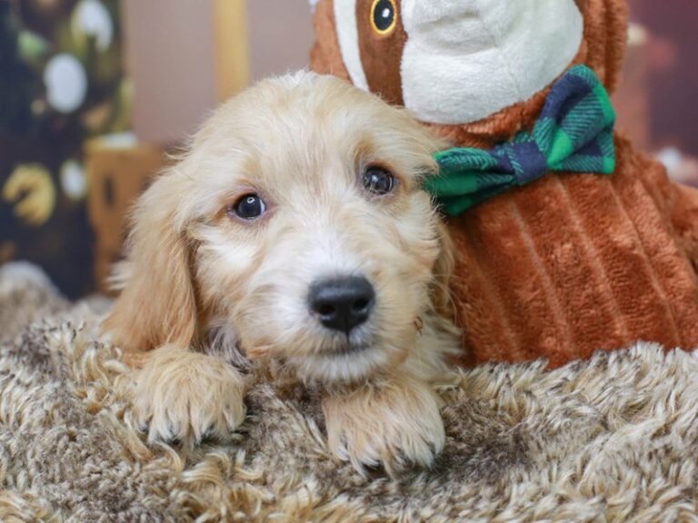 Mini Goldendoodle