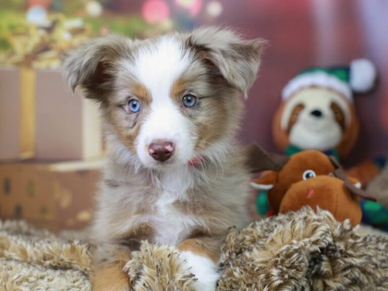 Mini Aussie