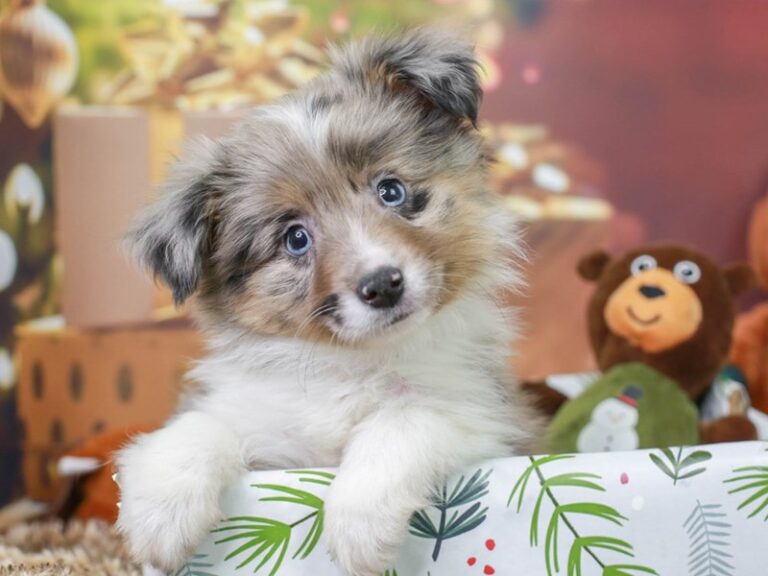 Mini Aussie