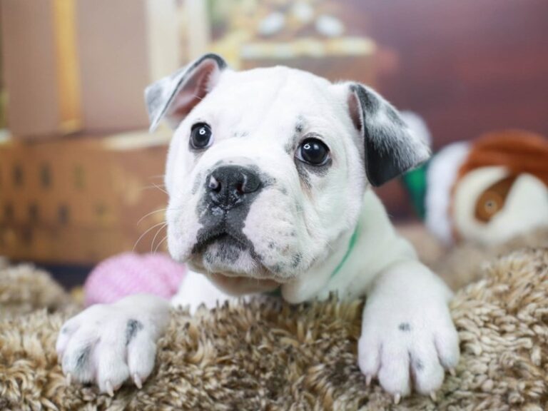 Olde English Bulldog