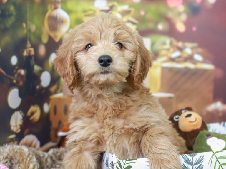 Mini Goldendoodle