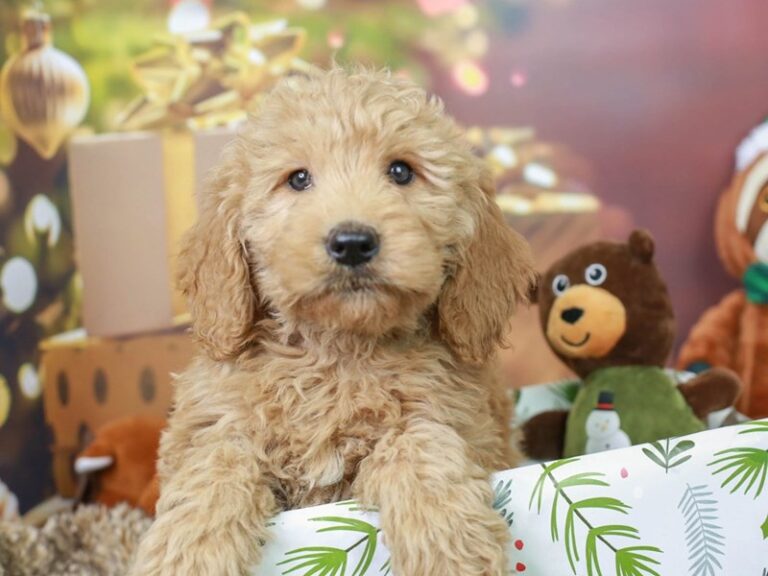 Mini Goldendoodle