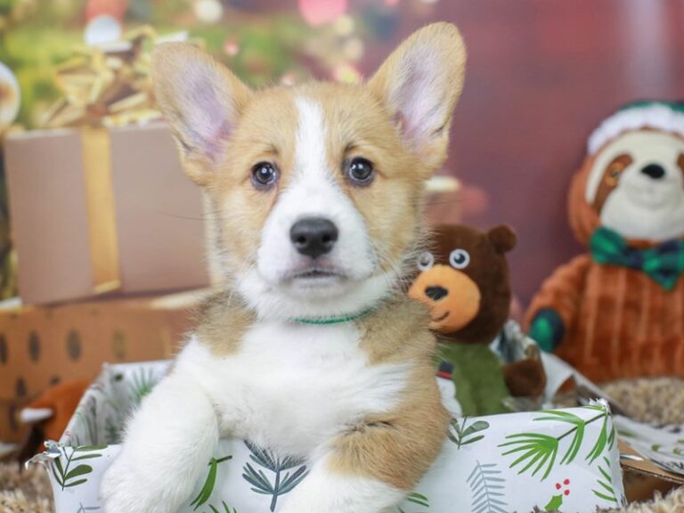 Pembroke Welsh Corgi