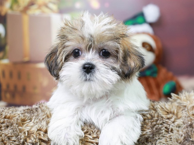 Shorkie-Male--2935257-Animal Kingdom | Puppies N Love