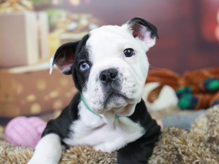 Olde English Bulldog