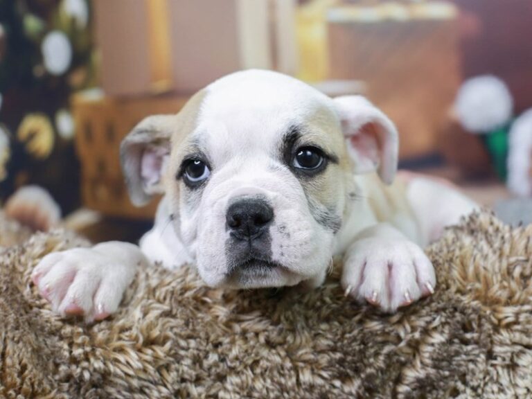 Olde English Bulldog