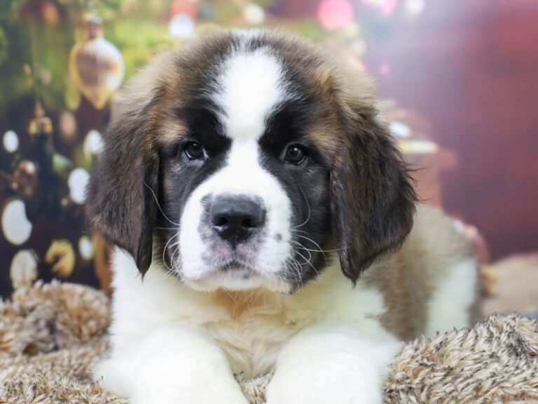 Saint Bernard