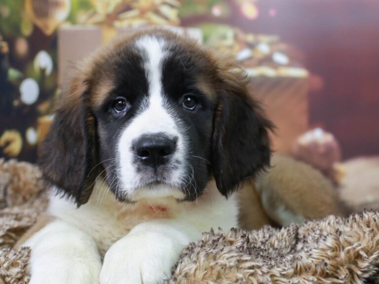 Saint Bernard