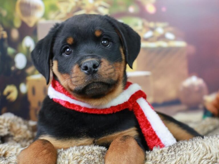 Rottweiler