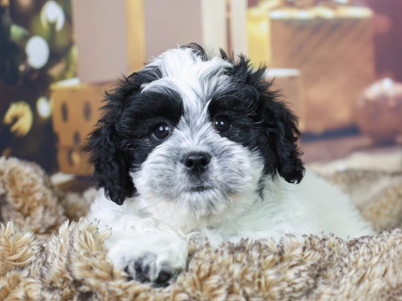 Black and white sales shih poo puppies