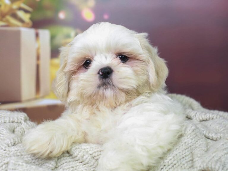 Shih Tzu