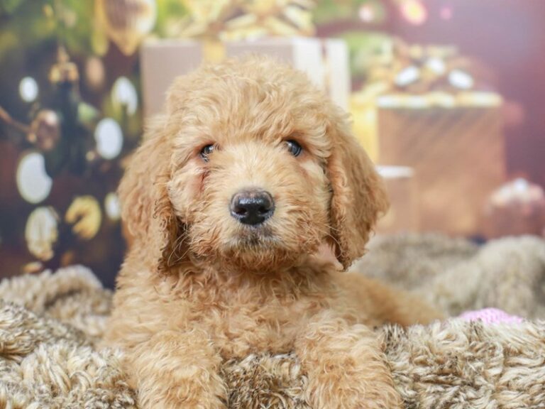 Mini Goldendoodle