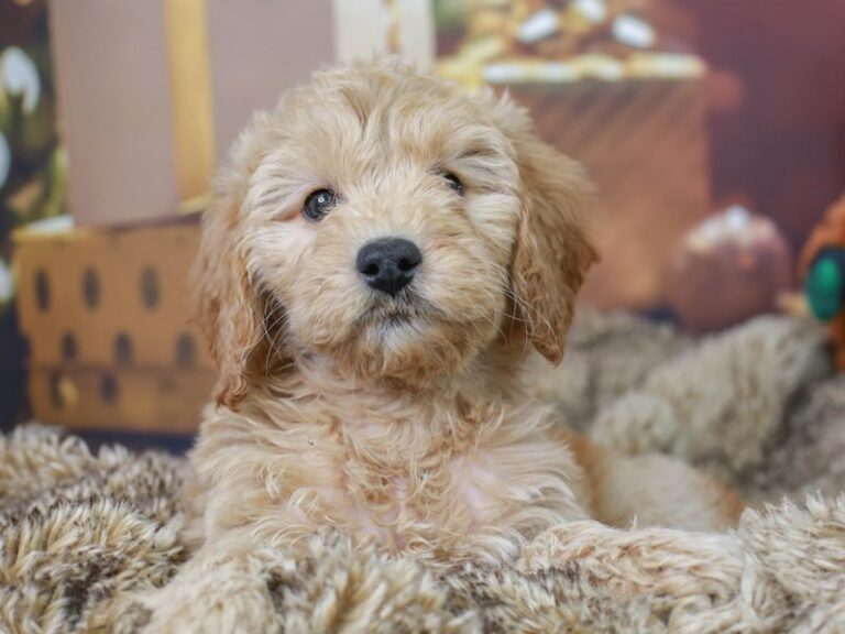 Mini Goldendoodle
