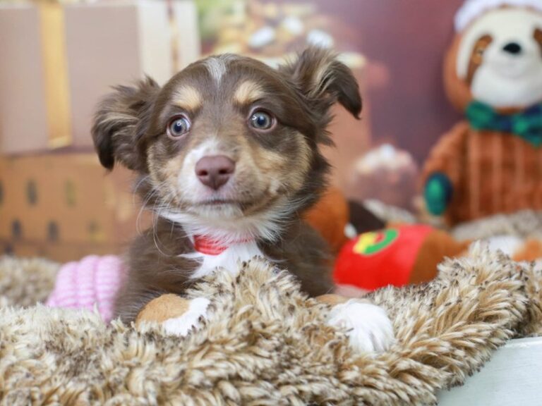 Mini Aussie