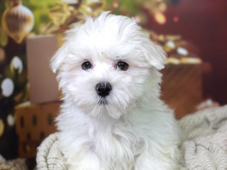 Maltese