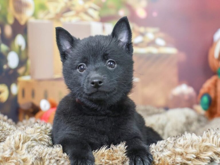 Schipperke
