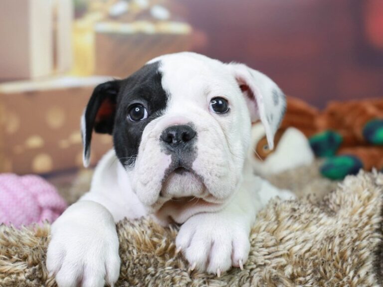 Olde English Bulldog