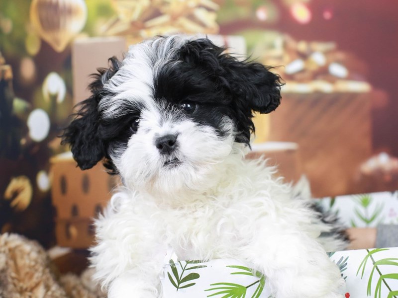 Shih-Poo-Male-BLACK/WHITE-2935314-Animal Kingdom | Puppies N Love