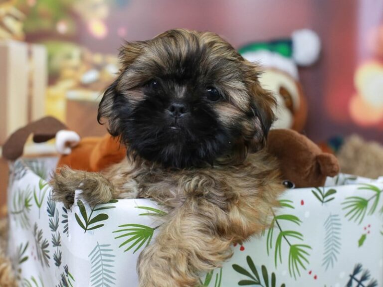Shih Tzu