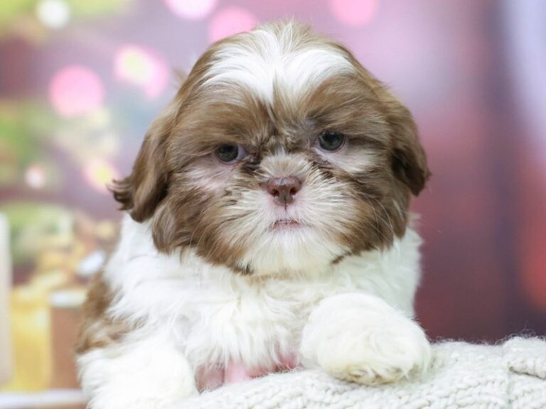 Shih Tzu