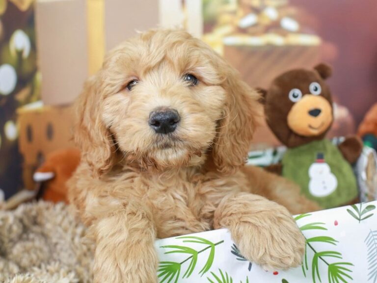 Mini Goldendoodle