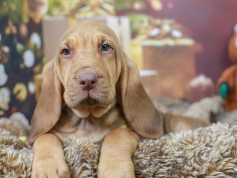 Bloodhound