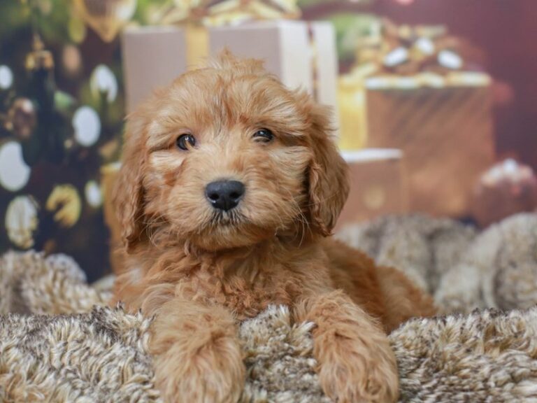 Mini Goldendoodle