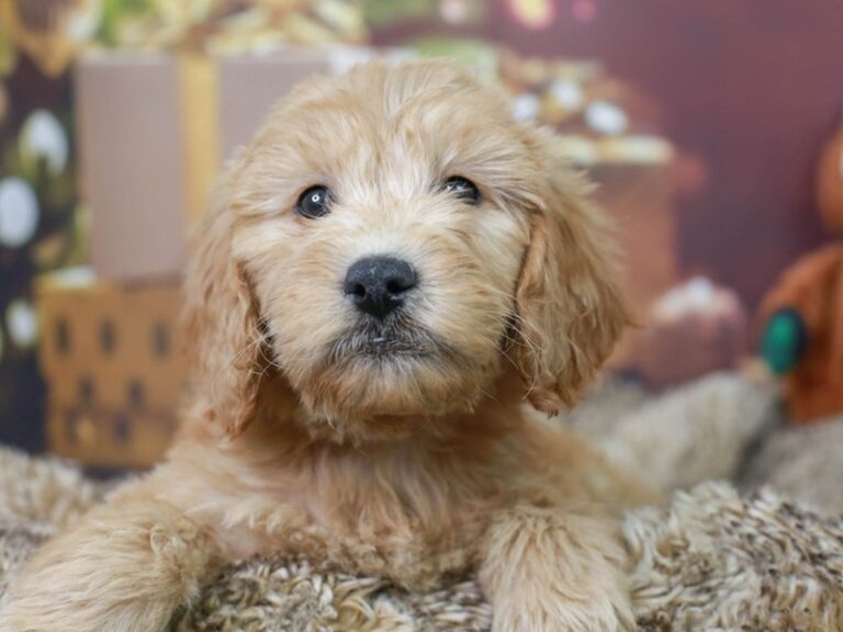 Mini Goldendoodle