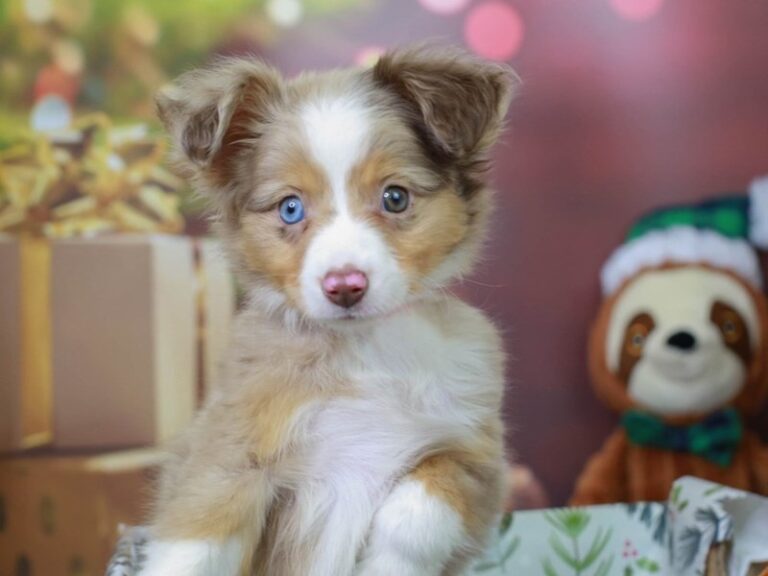 Mini Aussie