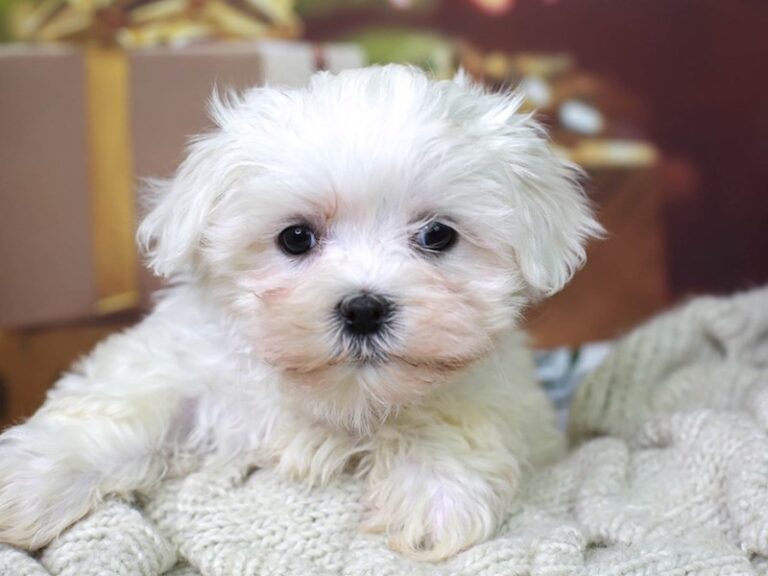 Maltese