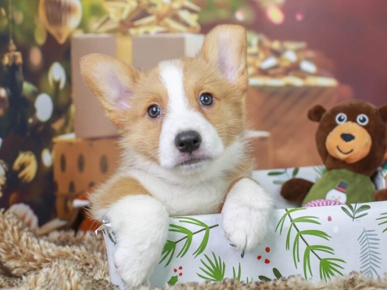 Pembroke Welsh Corgi