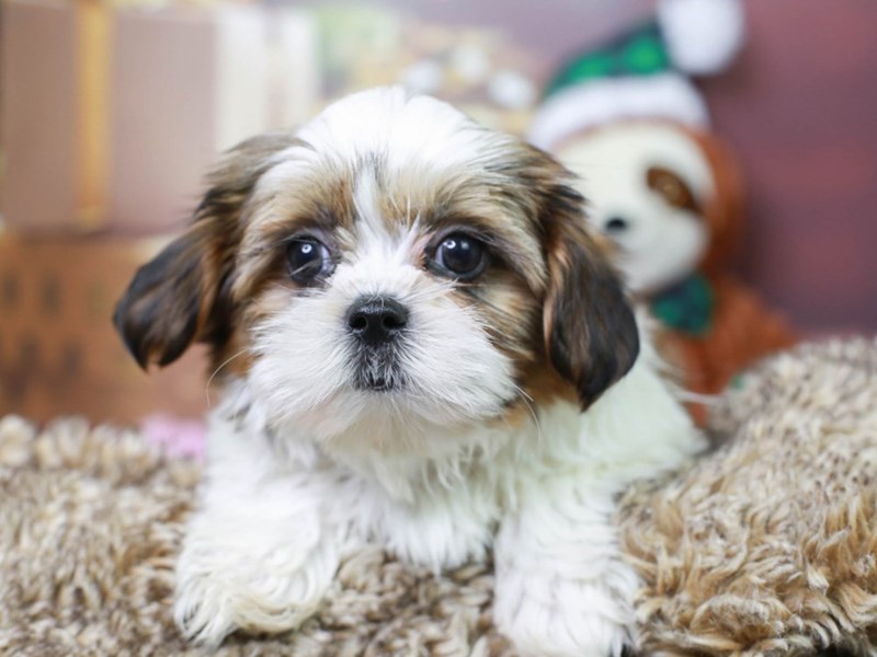 Shorkie-Male--2935259-Animal Kingdom | Puppies N Love