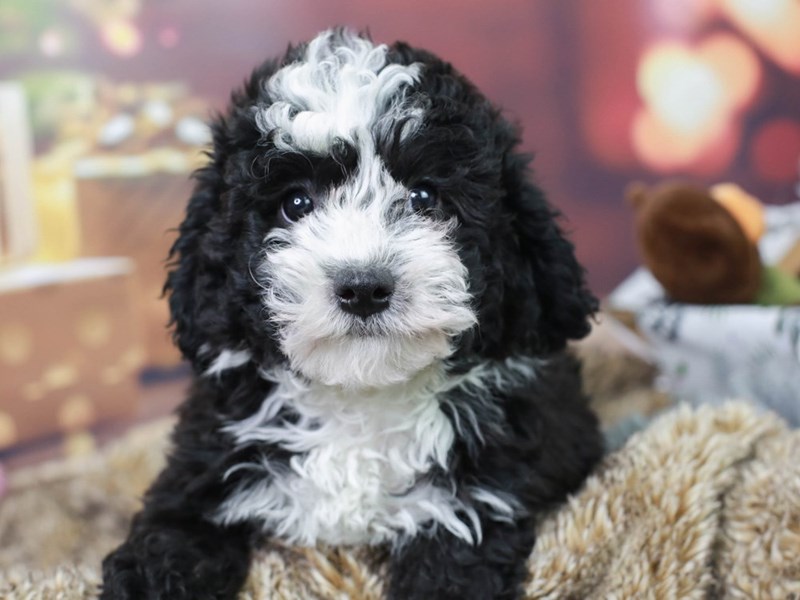 Miniature Sheepadoodle-Female--2935199-Animal Kingdom | Puppies N Love