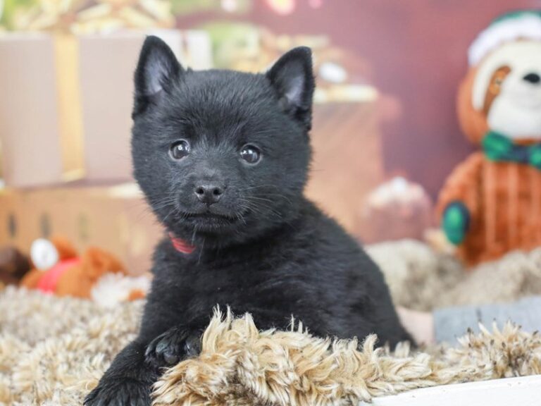 Schipperke
