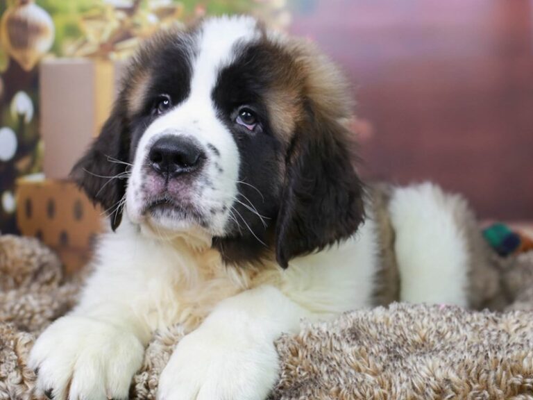 Saint Bernard