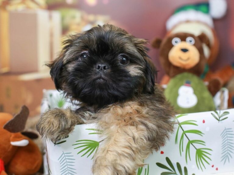 Shih Tzu