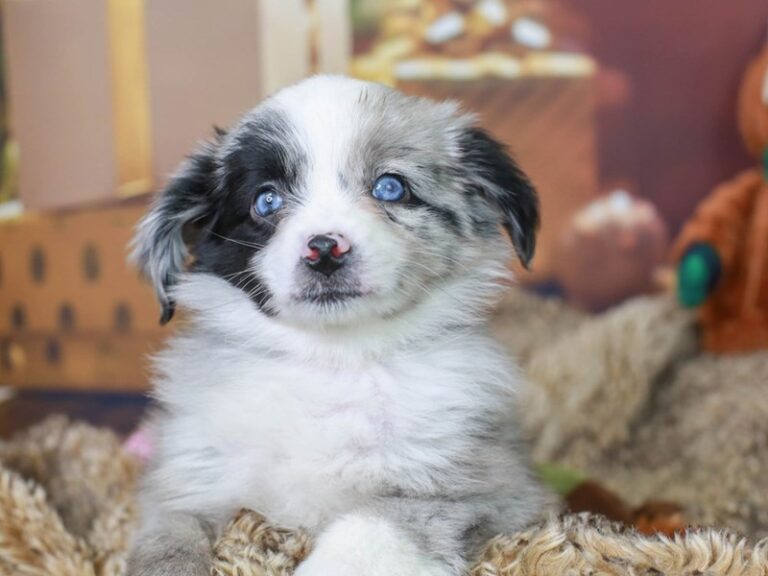 Mini Aussie