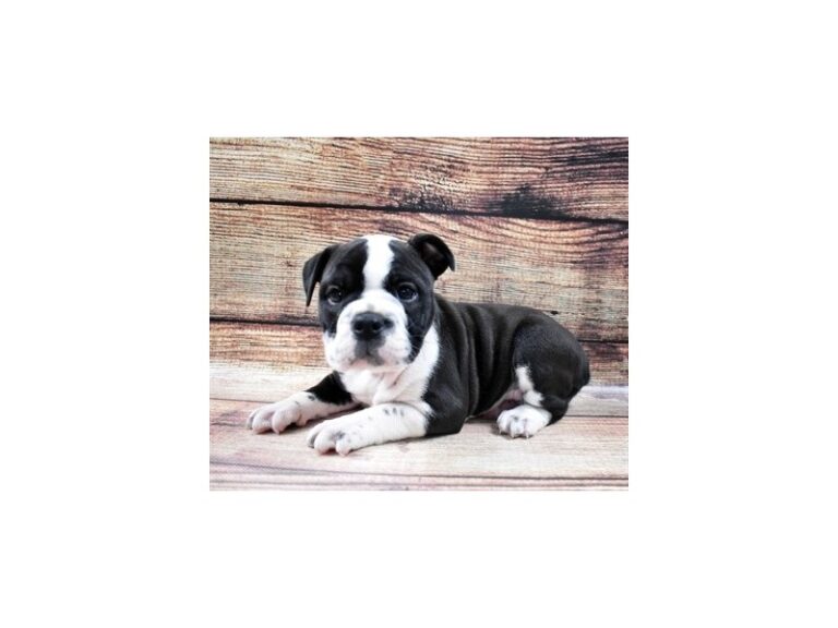 English Bulldog