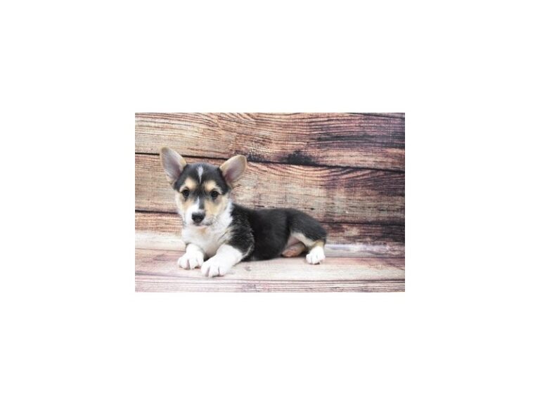 Pembroke Welsh Corgi