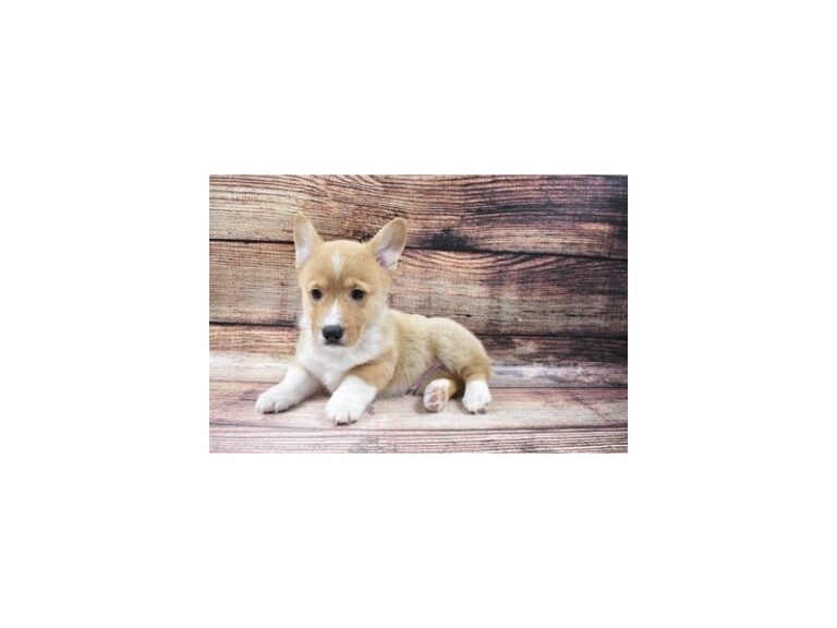 Pembroke Welsh Corgi