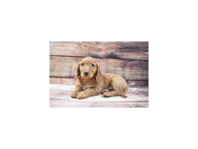 Golden Doxie