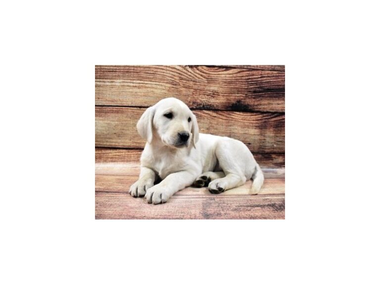 Labrador Retriever