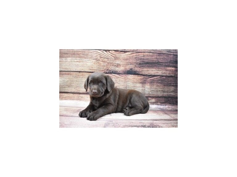 Labrador Retriever