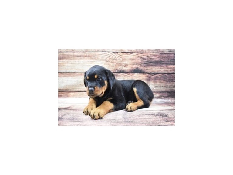 Rottweiler