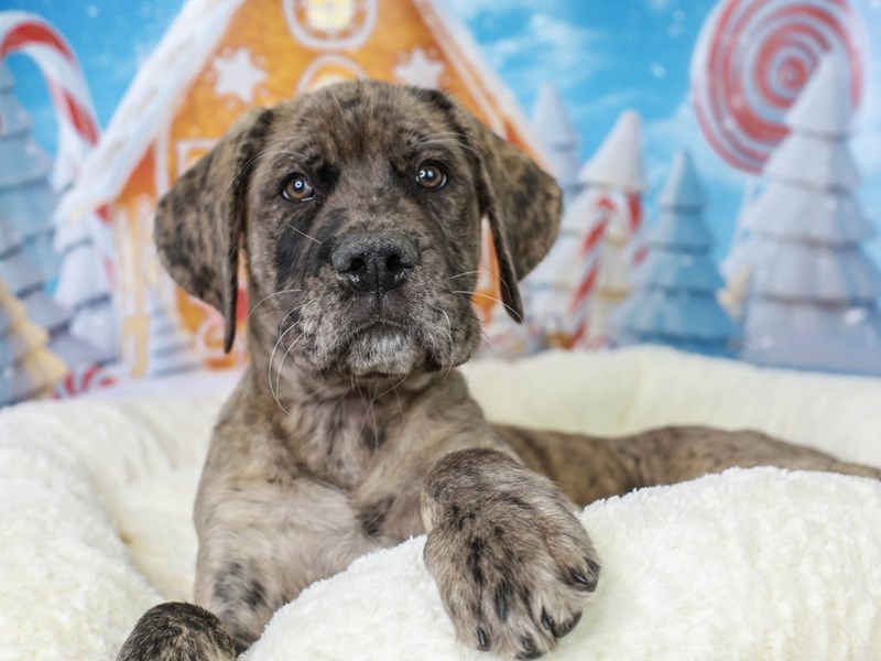 Daniff puppies deals