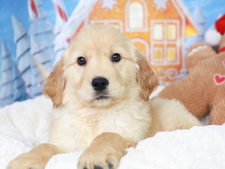 Golden Retriever